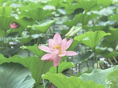 -长春市南湖公园