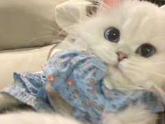 -欣宠猫屋·矮脚拿破仑·蓝金金渐层