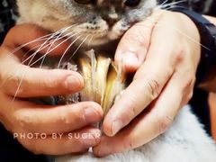 -皇玥(尖沙咀店)