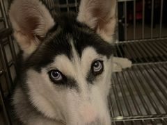 -翊宠yipet猫狗购宠庄园犬舍•猫舍