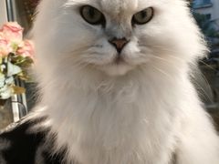 -李小姐の猫咖啡馆(五角场店)
