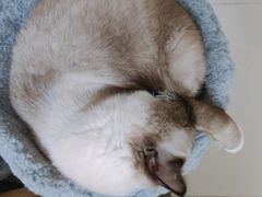 -喵喵咪呀布偶猫咖(春熙路店)