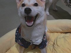 -逗柴咖啡屋·狗咖猫咖宠物桌游