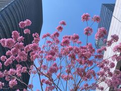 -西西弗书店＆矢量咖啡(花园城店)