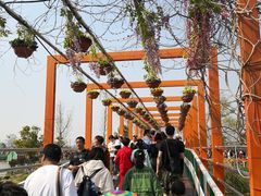 -荷兰花海