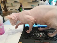 -飞行喵MR PILOT|猫舍·猫咖(静安大融城店)