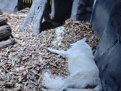 -上海海昌海洋公园-冰山北极馆