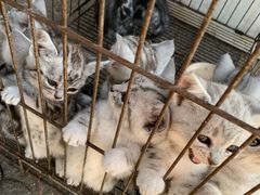 -中环花鸟鱼虫市场