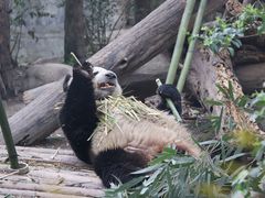 -成都大熊猫繁育研究基地