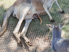 -西霞口神雕山野生动物世界