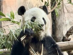 -灵玲国际马戏城