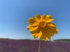 -莲花山花海