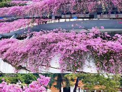 -深圳仙湖植物园