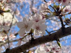 -高东镇樱花园