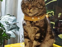 -平行世界·猫咖(首经贸店)