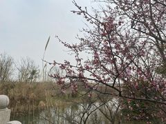 -同里国家湿地公园
