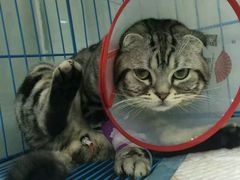 -佳怡动物医院·平价24小时·猫专科骨外科
