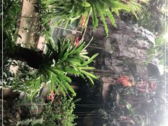 -正佳雨林生态植物园