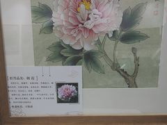 -曹州牡丹园