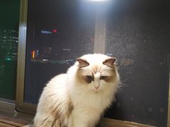 -猫在这儿猫咪咖啡馆·撸猫馆