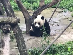 -都江堰中华大熊猫苑