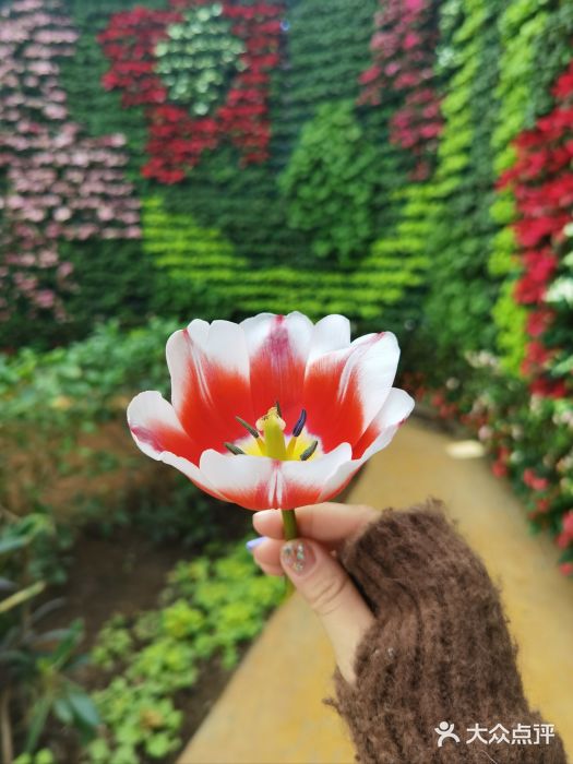 石家庄市植物园图片