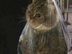 -金太粽(上海弄堂第一粽店)