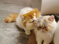 -More Fun猫咖 二十只万元加菲主题