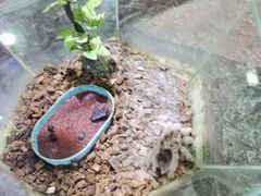 -上海大自然野生昆虫馆(东方明珠·爬宠昆虫探索中心)