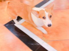 -more than meow吴止猫主题餐厅(承德 中船汇店)