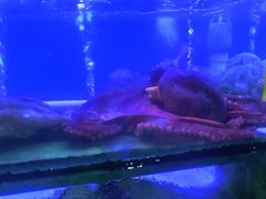 -阿弟特色海鲜餐厅·大排档(平潭店)