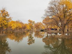 -金塔沙漠胡杨林景区