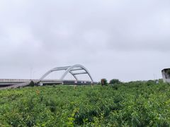 -南汇新场正宗水蜜桃采摘