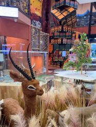 -卡通尼·Safari非洲探索乐园·生日会(金桥国际商业广场店)