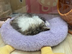 -momokira米努特·德文卷毛猫·棉花面纱犬