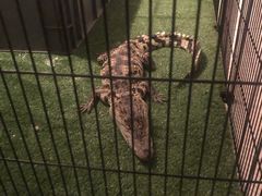 -平行世界·猫咖(首经贸店)