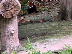 -都江堰中华大熊猫苑