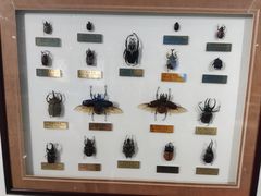 -上海昆虫博物馆