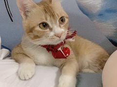 -瑞鹏宠物医院·骨科·猫科·内科(第一中心)