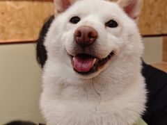 -和它·交个朋友·狗咖猫咖(爱琴海店)