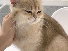 -喵的天空名猫咖啡馆·撸猫·猫舍·用品