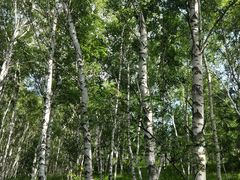 -塞罕坝国家级自然保护区