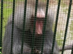 -广东茂名森林公园