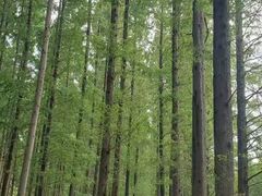 -黄海国家森林公园