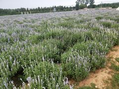 -北京东方普罗旺斯薰衣草庄园