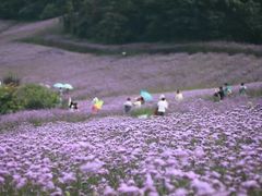 -大塘金香草谷