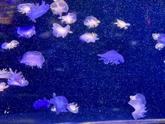 -太平洋海底世界