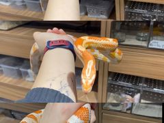 -酷以爬仙阁实体爬宠店·守宫·蜥蜴·专业繁育