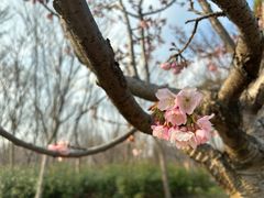 -顾村公园