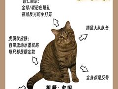 -小猫来了·猫咪专售(红山六九七九店)